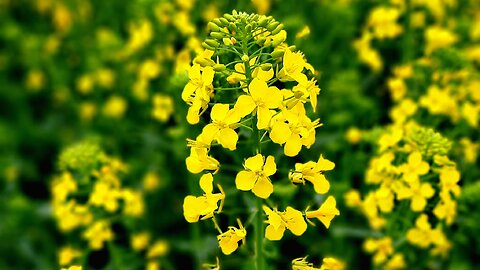 Beautiful and Eye-catching Flowers of Rapeseed Herb