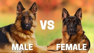 Male Vs Female German shepherd: 10 differences between them