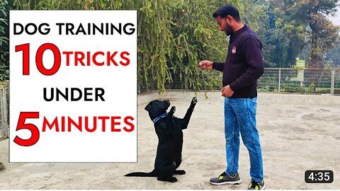 10 Dog Training Tricks in Just Under 5 minutes!