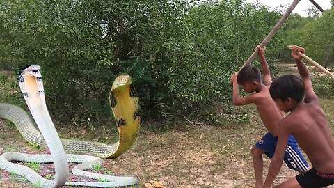 Wow! Brave Children Catch Big Snake With Bare Hand