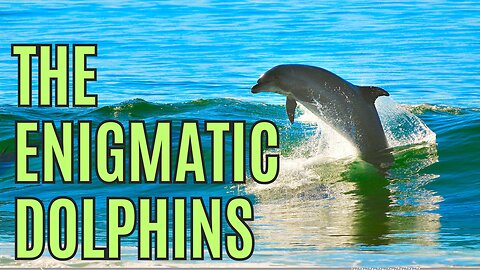 The Enigmatic Dolphins: A Dive into Fascinating Facts