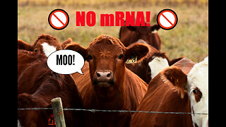 🐂 Cattlemen's Group Says NO mRNA VACCINES in U.S.A. Beef (so far) But What Else Could BigPharm Have Up Their Sleeves?