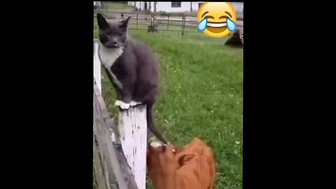 Where is the cat sitting?😂😂 interesting short
