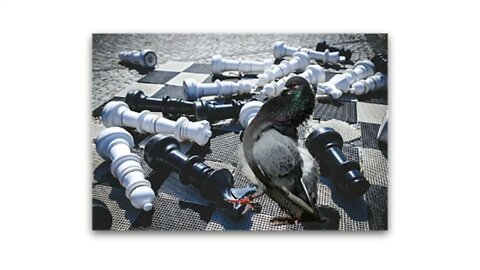 Playing Chess With Pigeons