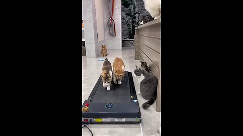 funny cats walk