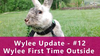 Wylee Update - #12 First TIme Outside