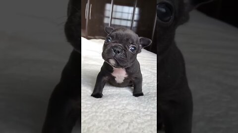 Angry Puppy's Size No Matter Tiny Terror: The Epic Saga of an Angry Puppy's.