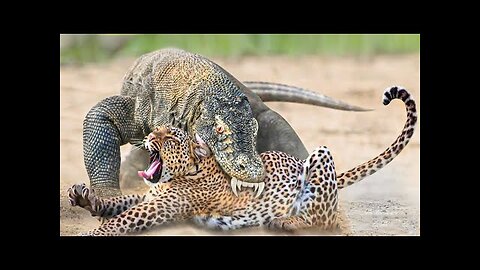 100 Craziest Animal Fights of All Time 2023