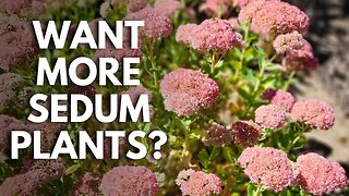 Plant Propagators: Create New Sedum Plants for Free | Stem Sedum Cuttings ✂️😊