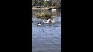 Canadian Geese Face Off