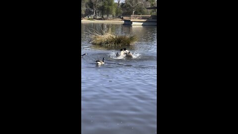 Canadian Geese Face Off