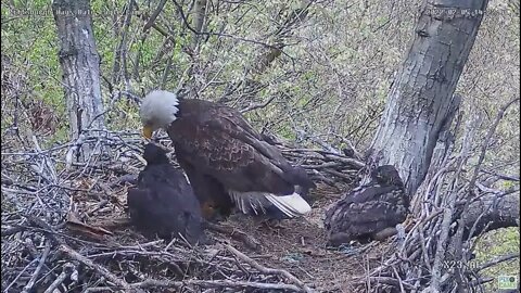 Hays Bald Eagles Dad brings in a Hellbender Salamander 2022 05 02 1421