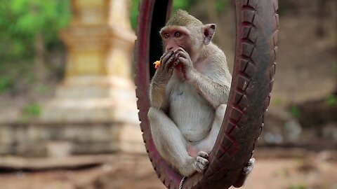 Monkey sitting inside the wheel and eats fruit