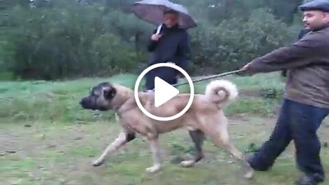 Giant Anatolian Shepherd Dog and Walk