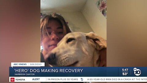 'Hero' dog who saved East County teen from rattlesnake making recovery