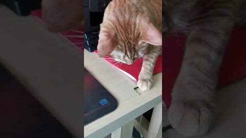 Cat plays with leaf
