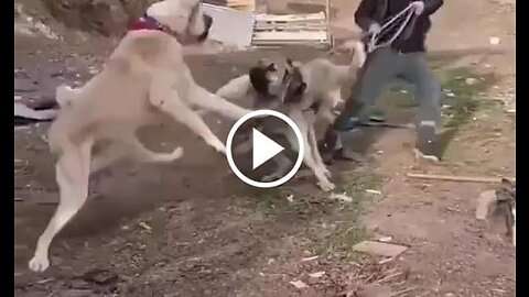 Kangal Shepherd Dogs Vs