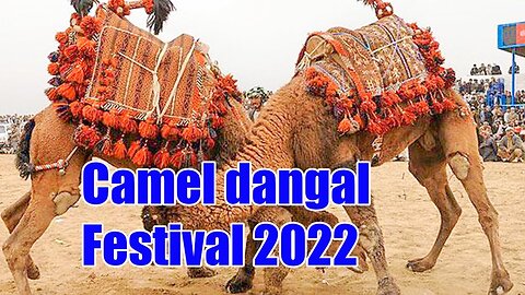 camel dangal race dubai -- camel dangal -- camel festival 2022 -- sp geo