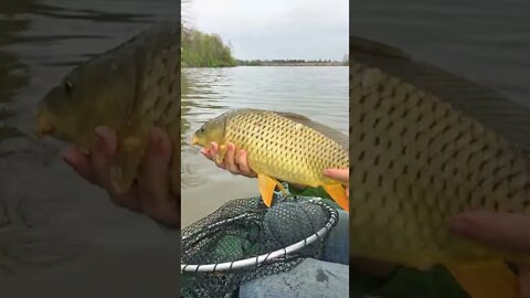 👉These Fish Are So Underrated! Carp Have Got Some Serious Muscle!💪🐟