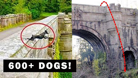 Why Are Dogs Jumping to Their Death From Overtoun Bridge?
