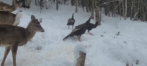 The deer and the turkeys searching for food