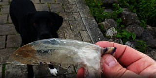 Dog Happily Picks Up Horrible Plastic Out Of The Water - Cleaning Up Mother Earth