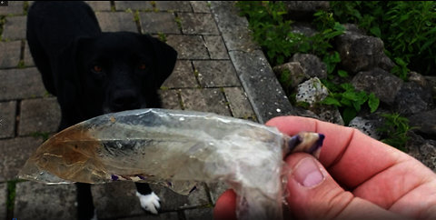 Dog Happily Picks Up Horrible Plastic Out Of The Water - Cleaning Up Mother Earth