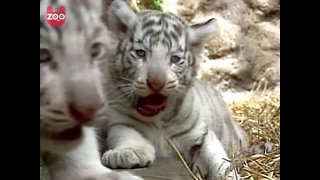 White Tiger Cubs