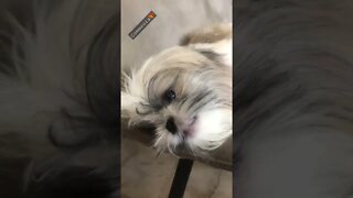 How Shih tzu wipes their face? See in Action