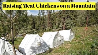 Raising Meat Chickens on a Mountain.