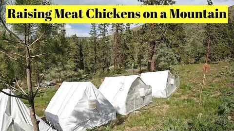 Raising Meat Chickens on a Mountain.