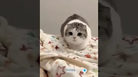 cute cat videos 😹 funny videos 😂1013😻 #shorts #cat #catvideos #fun #catsproducts #funnycatsvideos