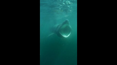 Rare basking shark feeding in Scotland