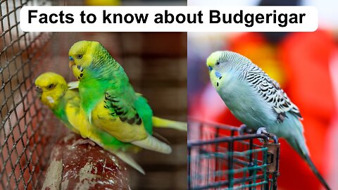 Facts About Budgerigar
