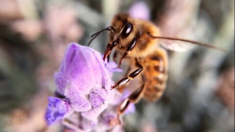 How bees turn nectar into honey. Everything about wildlife brightness