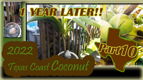 Texas Coast Coconut 1 Year Later