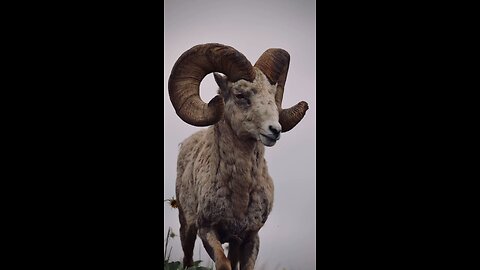 Bighorn Sheep Viral Video #animals