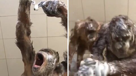 The monkey entered the bathroom and started bathing with soap