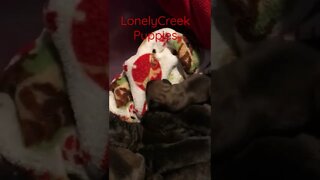 LonelyCreek new puppies ! Tucker x Ch Besty