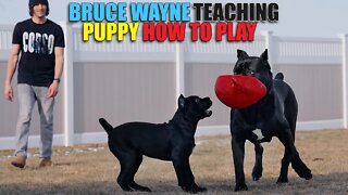Bruce Wayne Teaches The Puppy How To Play - Pack Bond