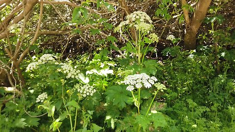 Personal Plant Medicine April Blurbs Fractal Dendritic Patterns?