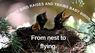 Bird parenting - baby birds raised and trained to fly from nest