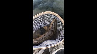 Brown Trout Release