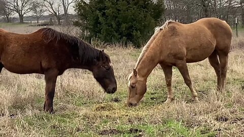 Hey Horsy People - Tried To Scare Horses - They Did Not Care