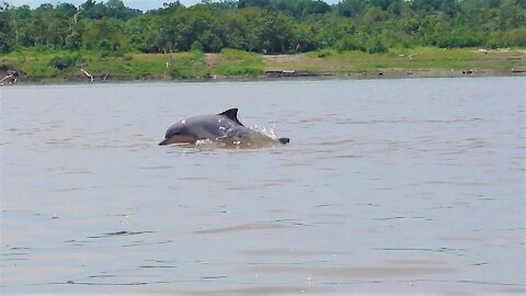 Amazonas Delfin Doku und der geheime Sotalia