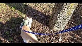 Cats explore back yard of new home