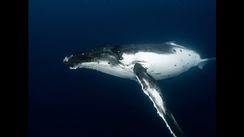 The Blue Whale, the largest living animal!wow , Nature