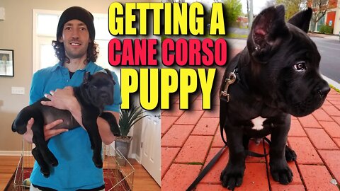 Getting a Cane Corso Puppy Pros & Cons Discussion