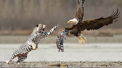 "Shocking Showdown: Eagle Attacks Leopard Cub—How Will the Mother Leopard React?"