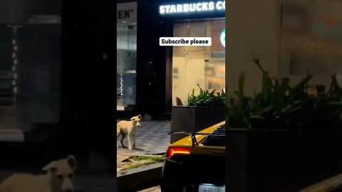 Dog reaction on Lamborghini exhaust sound 🤯🤯#onepercent_clubb #lamborghini #dog #reaction